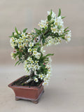 Bonsai Malus floribunda
