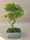 Bonsai Punica Granatum Nejikan