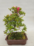 Bonsai Azalea Kotaro