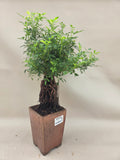 Bonsaï Rose style neagari