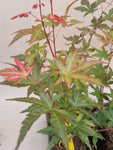acer palmatum mila