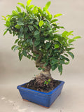 Bonsai Malus evereste