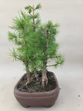Bonsai Wald Lärche decidua