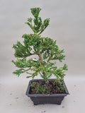 Bonsai cryptomeria