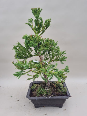 Bonsai cryptomeria