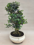 Bonsai Olive olea sylvestris