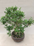 Bonsai Olijf
