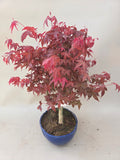Bonsai Acer palm. Deshojo