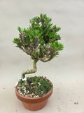 Bonsai Pinus thunbergii