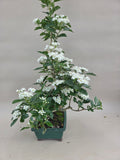 Bonsai Japanischer Weißdorn