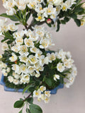 Bonsai Malus floribunda
