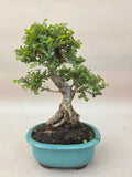 Bonsai Ulmus parvifolia seiju