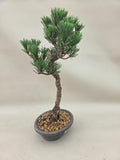 Bonsai Pinus thunbergii