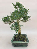 Bonsai buxus harlandi