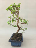 Bonsai portacularia
