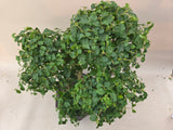 Bonsai liguster