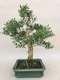 Bonsai buxus harlandi