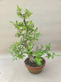 Bonsai Euonymus