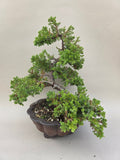 Bonsai Juniperus procumbens nana
