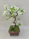 Bonsai Prunus mahaleb