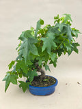 Liquidambar