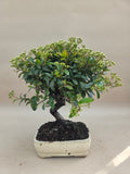 Bonsai Vuurdoorn oranje bes