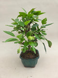 Bonsai Malus evereste