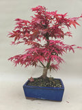 Bonsaï Acer palm. Deshojo