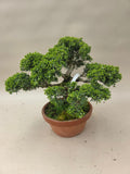 Bonsai Juniperus chinensis