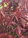 Bonsai Acer palmatum Extravaganza