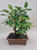 Bonsai Malus evereste