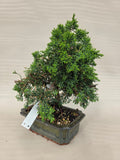 Bonsai Juniperus chinensis