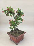 Bonsai Malus