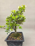 Bonsai Azalea zenbazuru