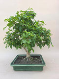 Bonsai Liguster