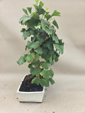 Ginkgo biloba