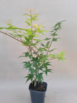 acer palmatum beni tsukasa