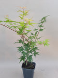 acer palmatum beni tsukasa