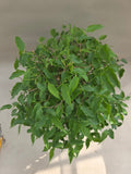bonsai celtis