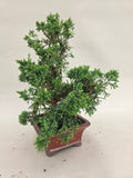 Bonsai Juniperus chinensis