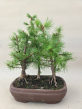 Bonsai Wald Lärche decidua