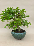 Bonsai liguster