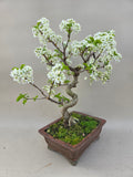 Bonsai Prunus mahaleb