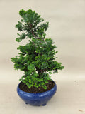 Bonsai chamaecyparis