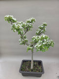 Bonsai Baum Weißdorn weiße Blüte