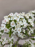 Bonsai Baum Weißdorn weiße Blüte