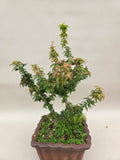 Acer palmatum kotohime