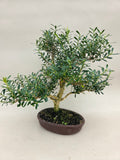 Bonsai buxus harlandi