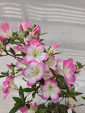 Bonsai Azalea reiko