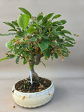 Bonsai Malus evereste